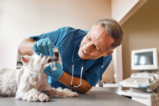Best Root Canal Emergency Dentist  in Central Garage, VA
